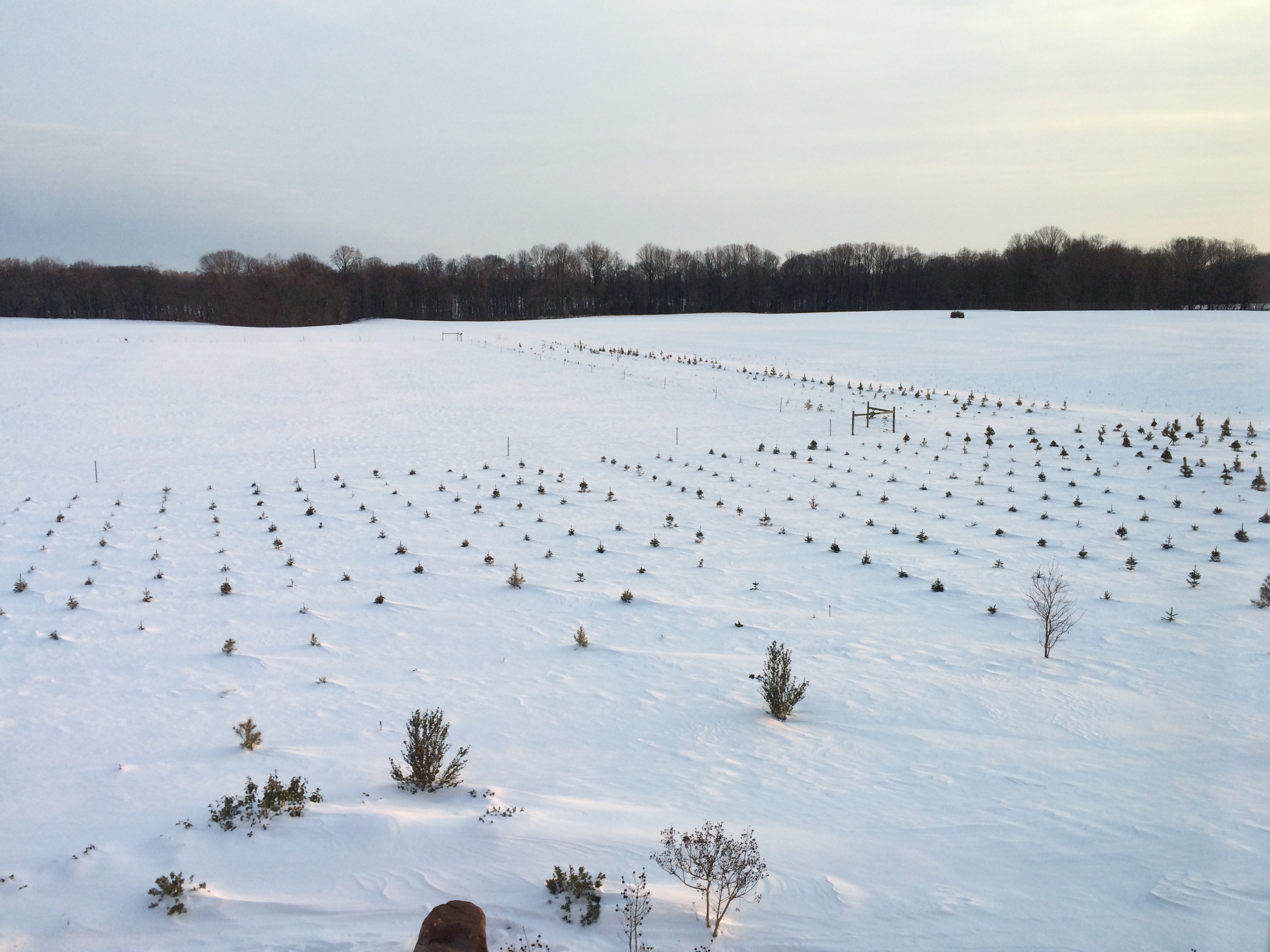 Christmas Trees – Needwood Farm